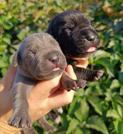 litter T 3 puppies