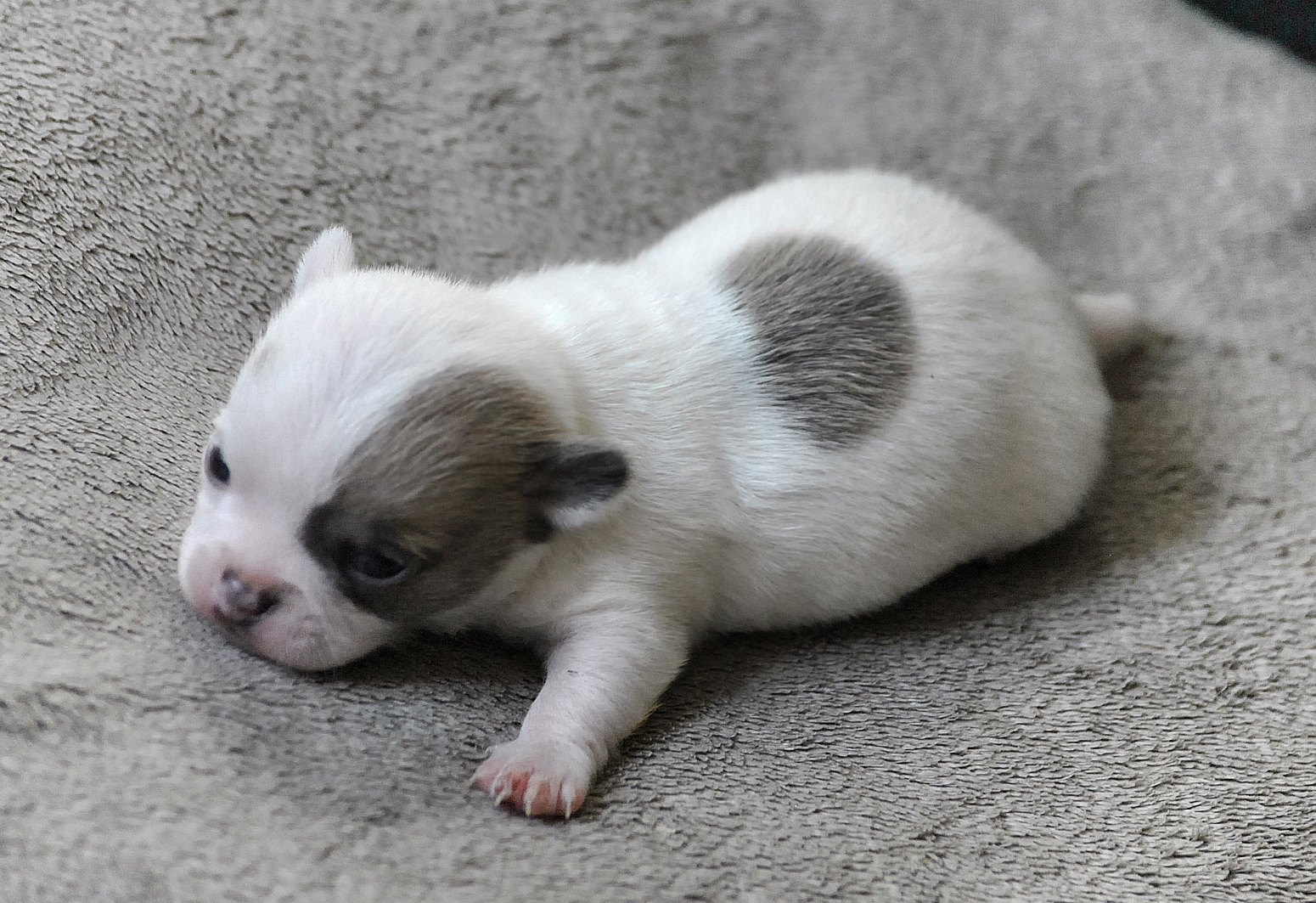 Chevalier Baccarat 19 days old