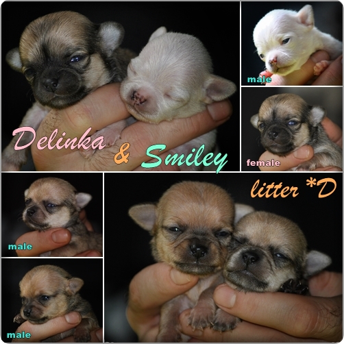 puppies litter D page collage