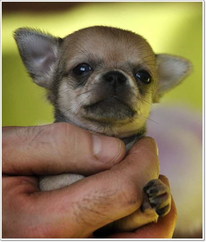 male fawn