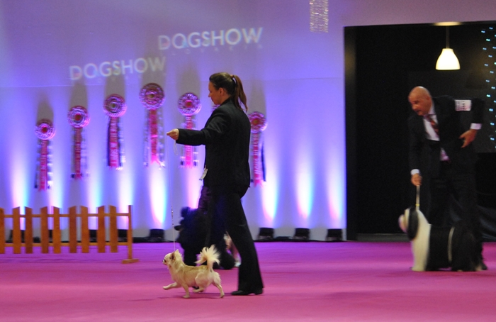 BOG 3, BOB, CACIB, CAC - DOUBLE CACIB SHOW