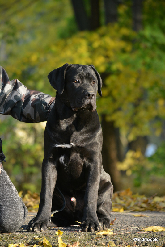 Versace dell' Antico Cerberus 6 mnths