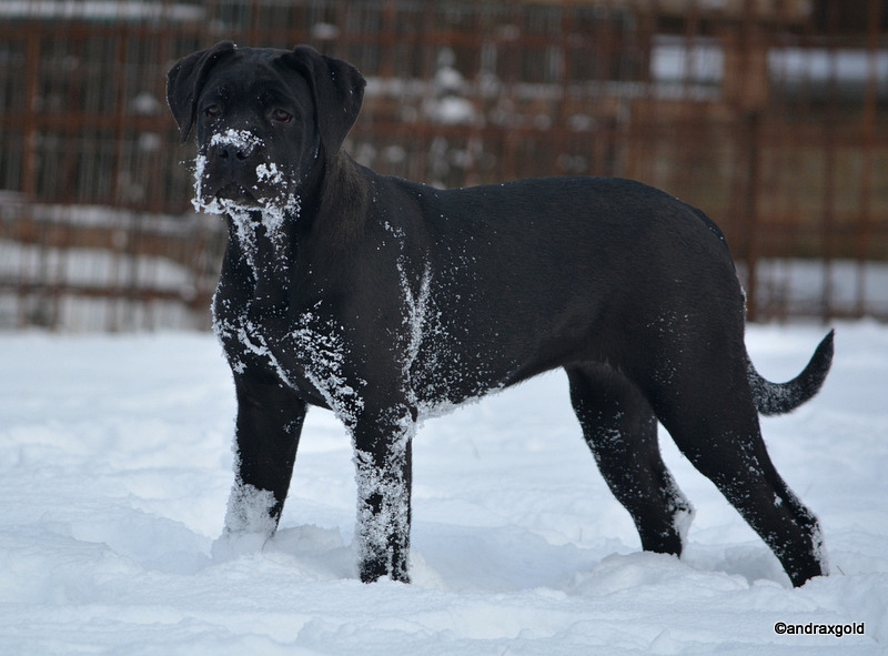 Akira Promessa di futuro 4.5 months 