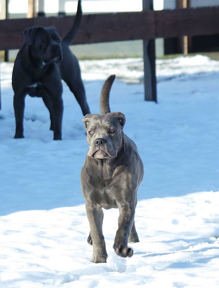 Amaretti Promessa di Futuro 4.5 months