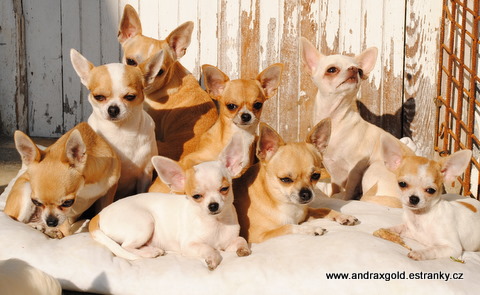 Andrax Gold chihuahua band