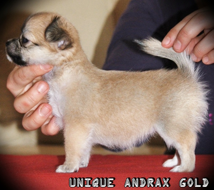 UNIQUE ANDRAX GOLD