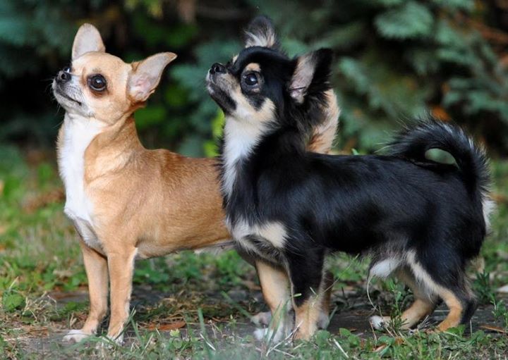 13-14/07/2013 CACIB Szombathely & CACIB Oberwart 011