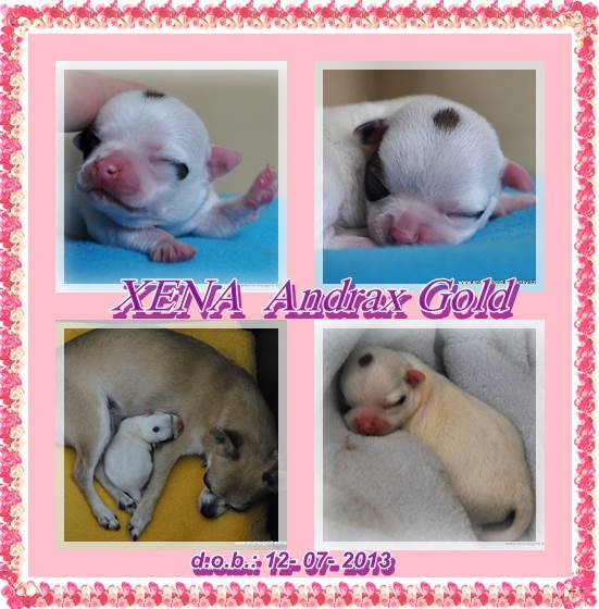 XENA Andrax Gold 001