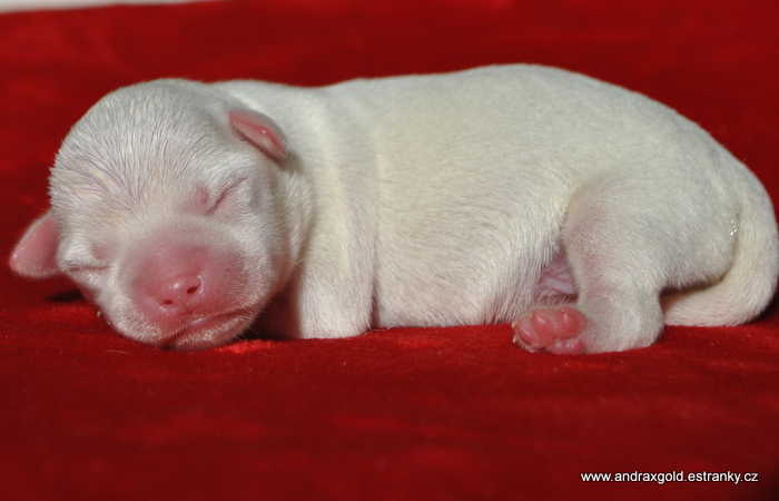 Adonis 2 days old baby boy